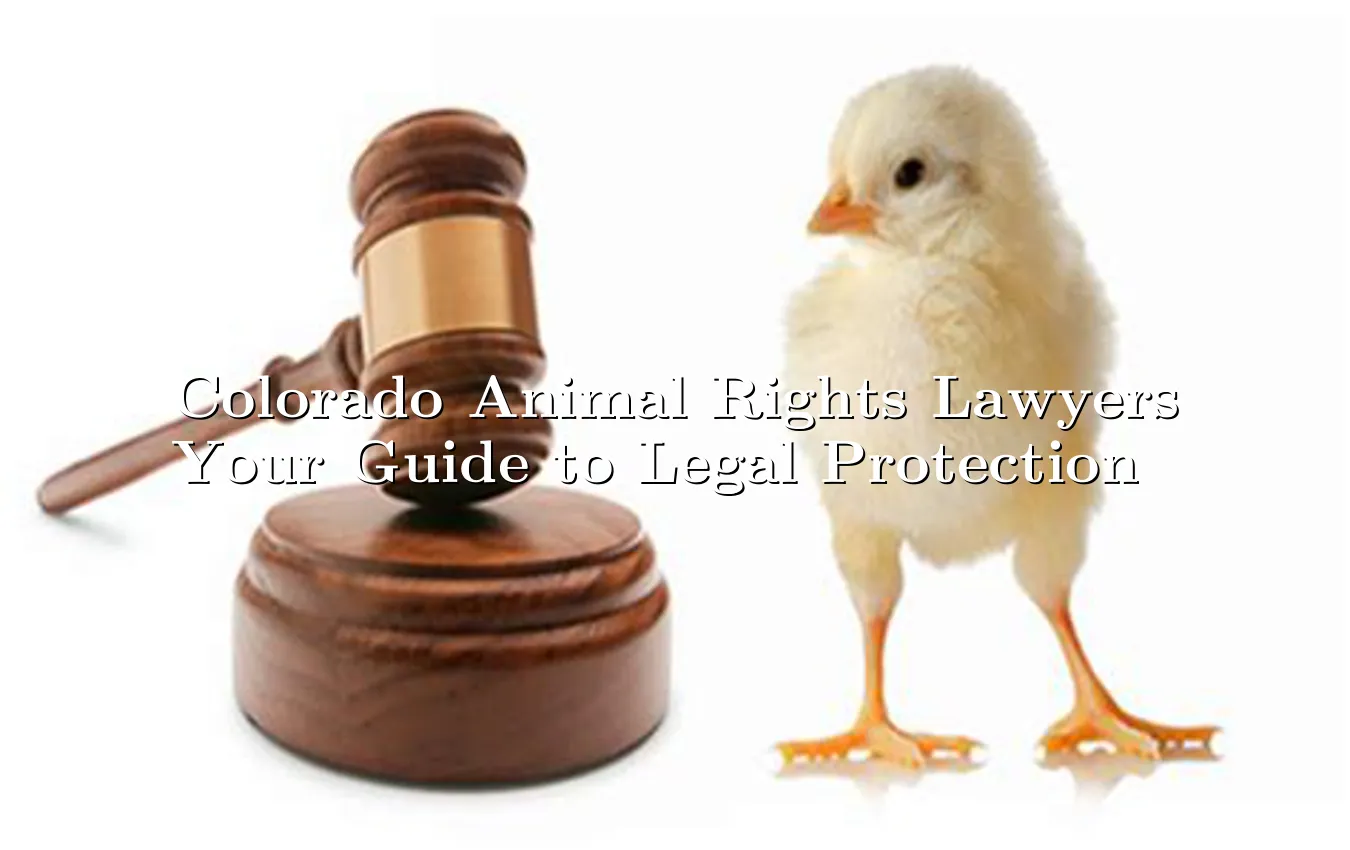 colorado-animal-rights-lawyers-your-guide-to-legal-protection.webp