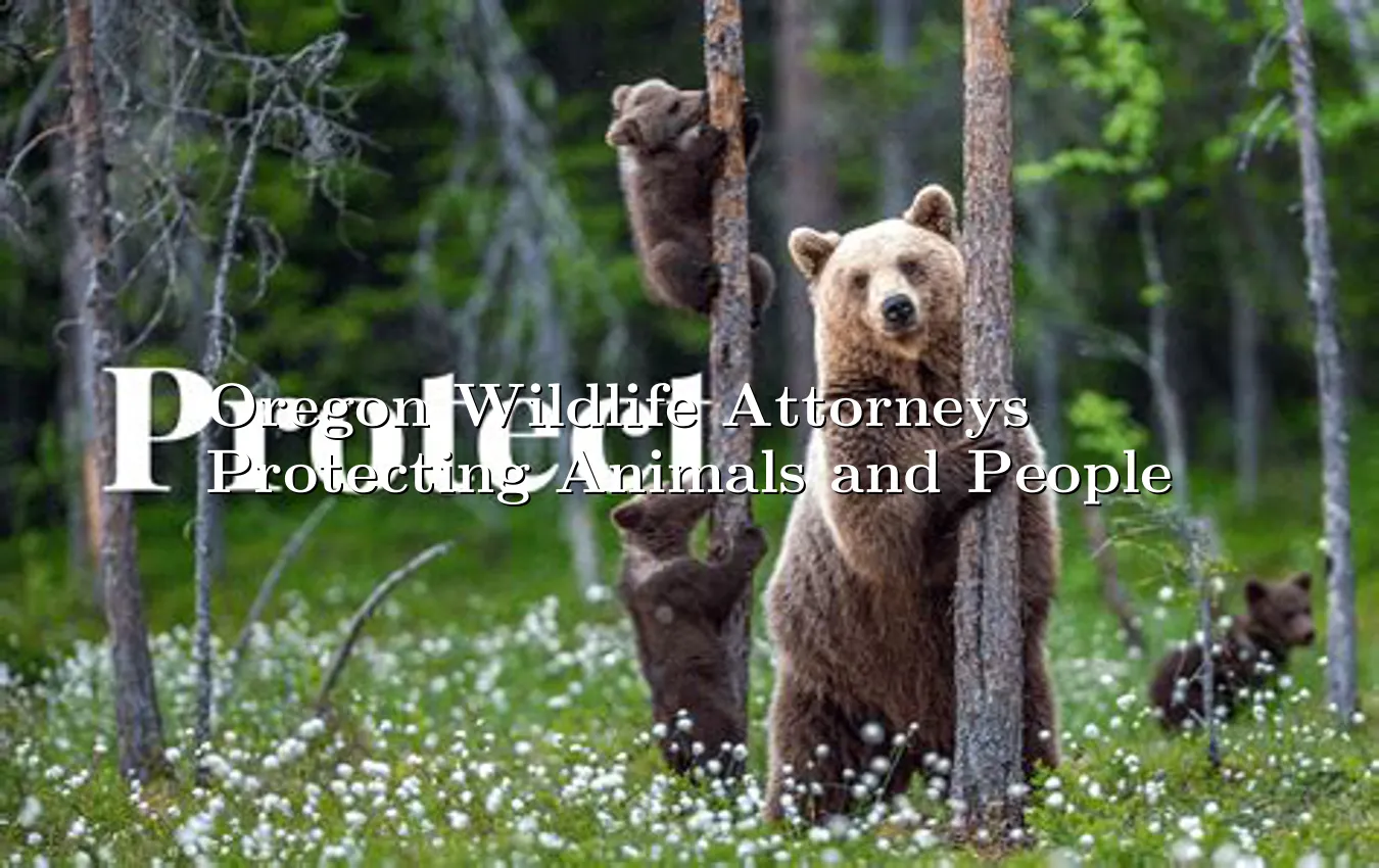 oregon-wildlife-attorneys-protecting-animals-and-people.webp
